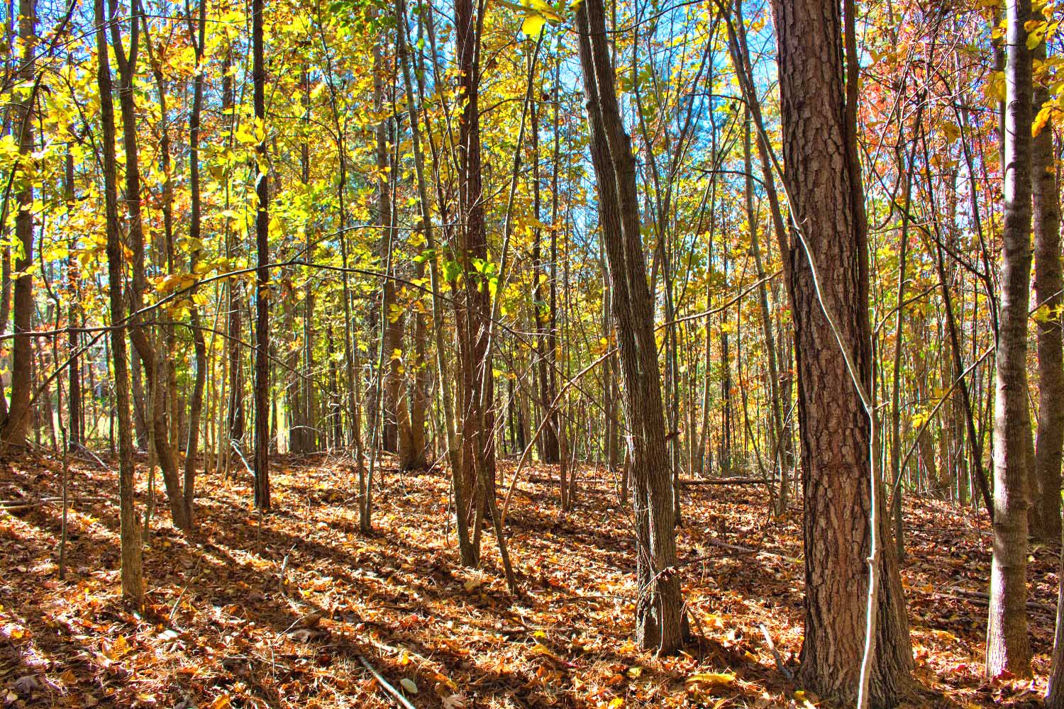 Wooded lot in Clearwater Creek