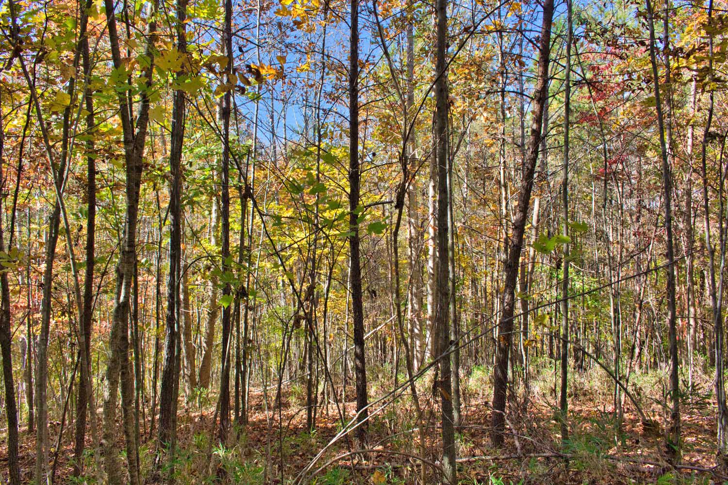 gently sloped, wooded land in Clearwater Creek mls 4320333
