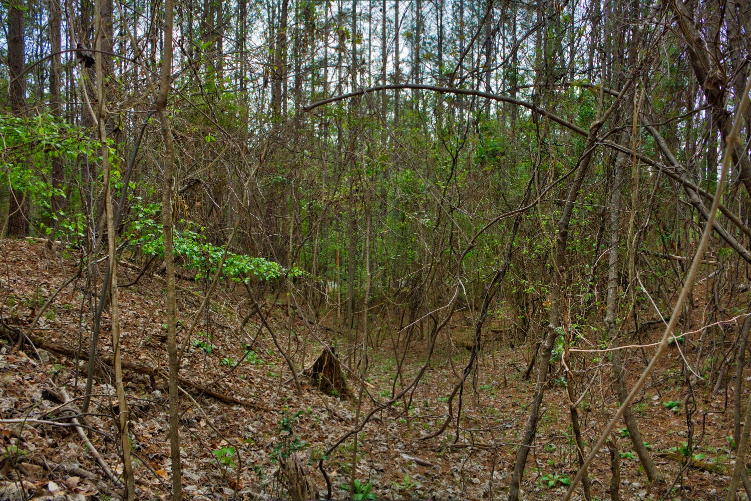 wooded, sloping land in Clearwater Creek - MLS #4365951