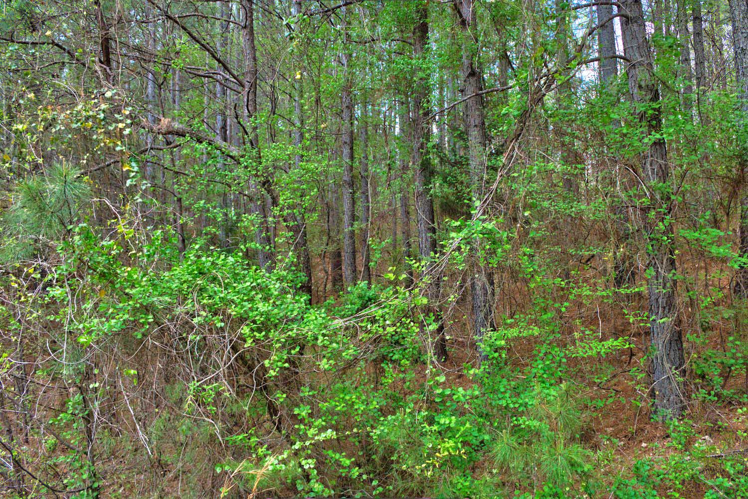 wooded, sloping land in Clearwater Creek - MLS #4365951