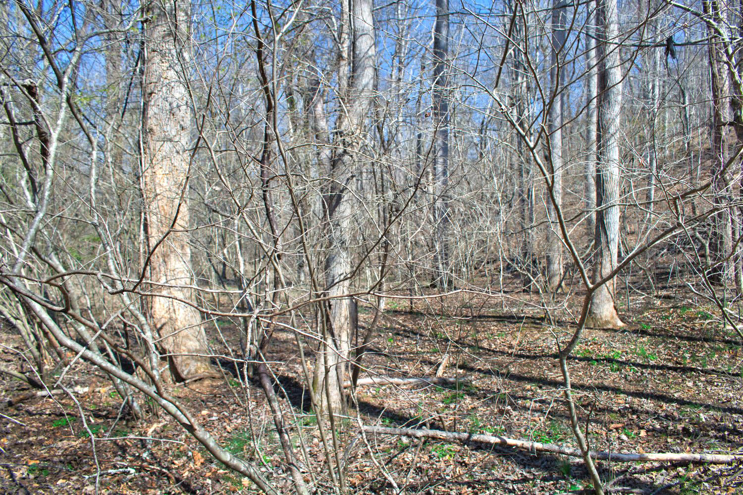 MLS #4354792 - Sloped land with stream and old trees in Clearwater Creek