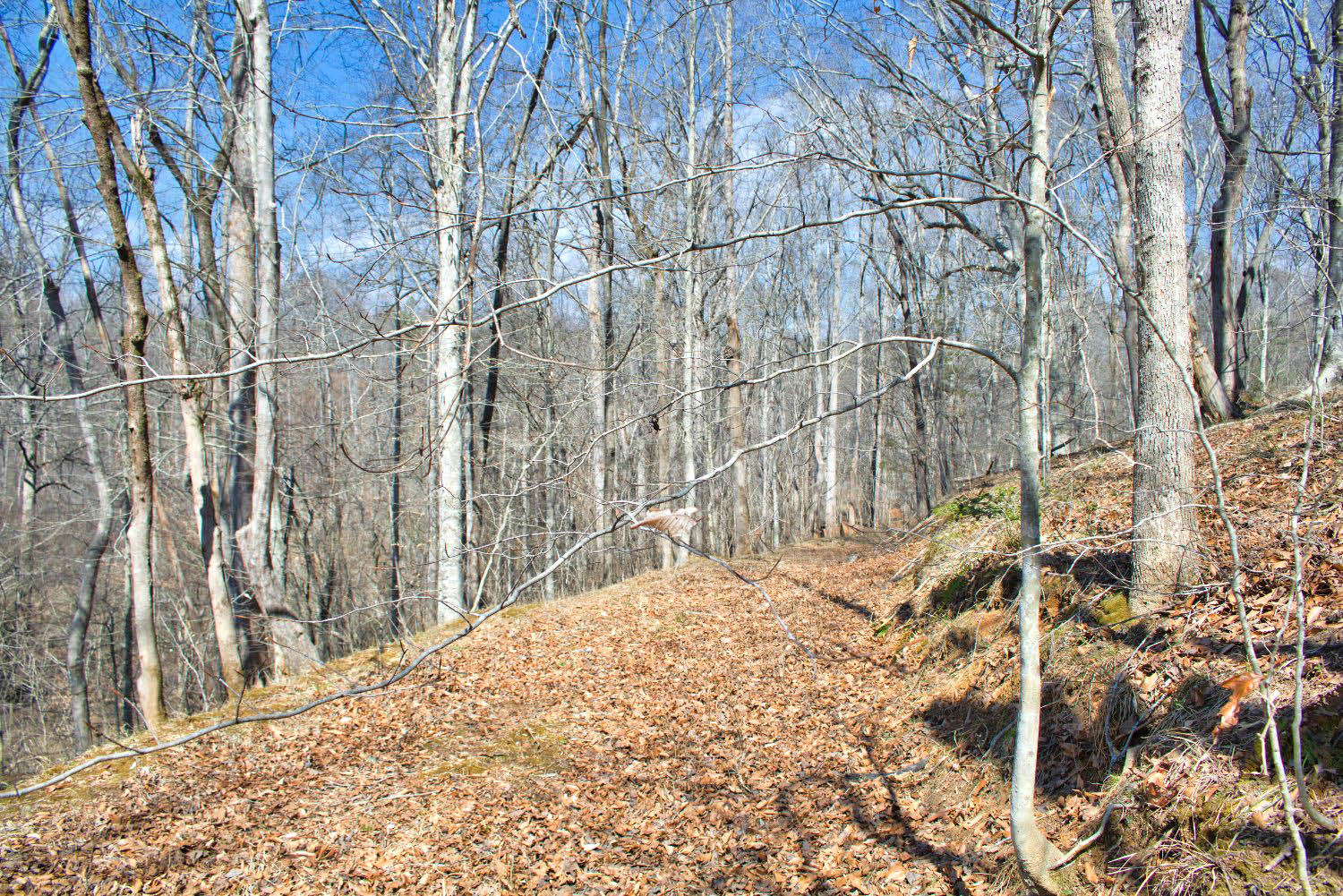 MLS #4354792 - Sloped land with stream and old trees in Clearwater Creek