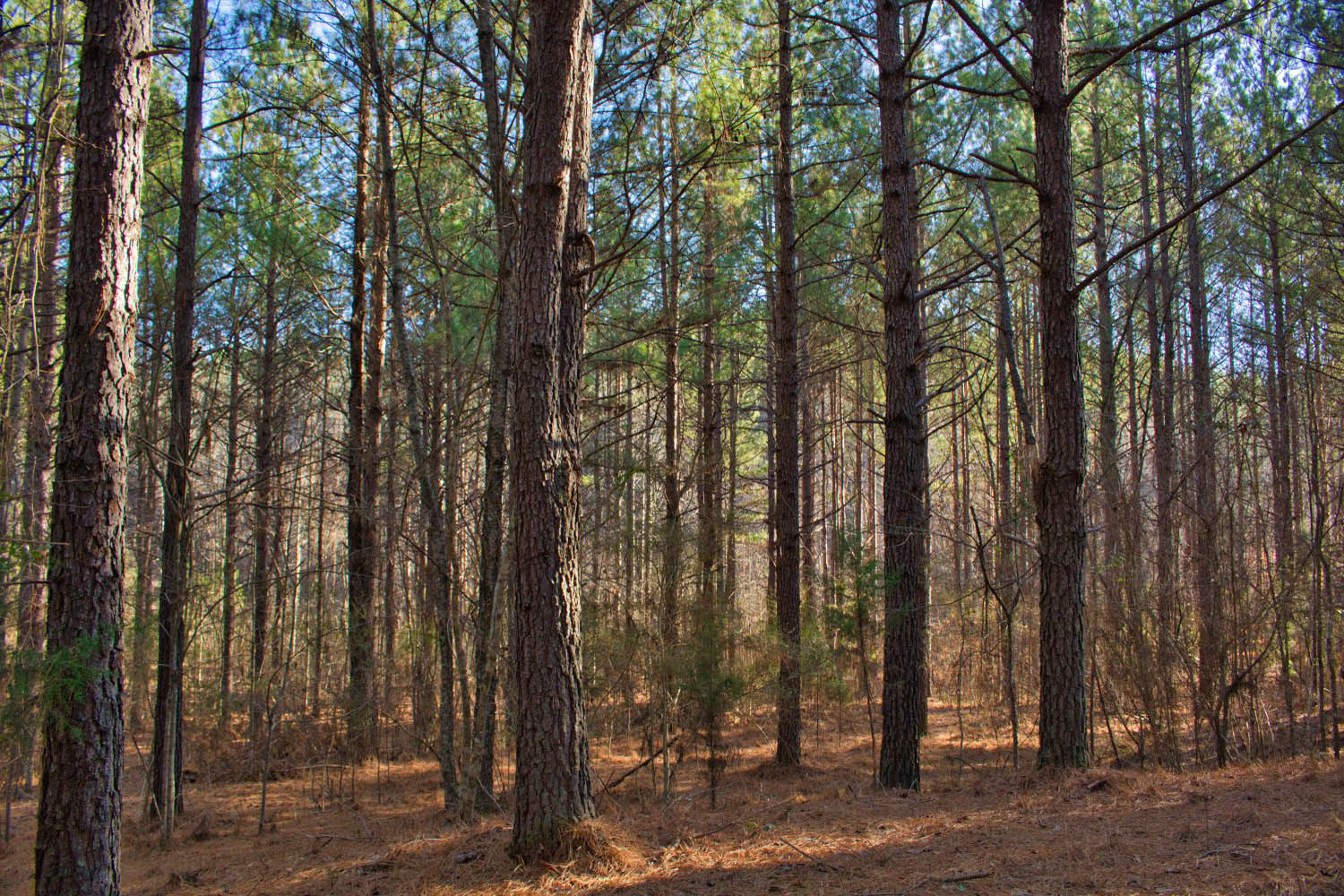 wooded, sloping land with stream frontage in Clearwater Creek