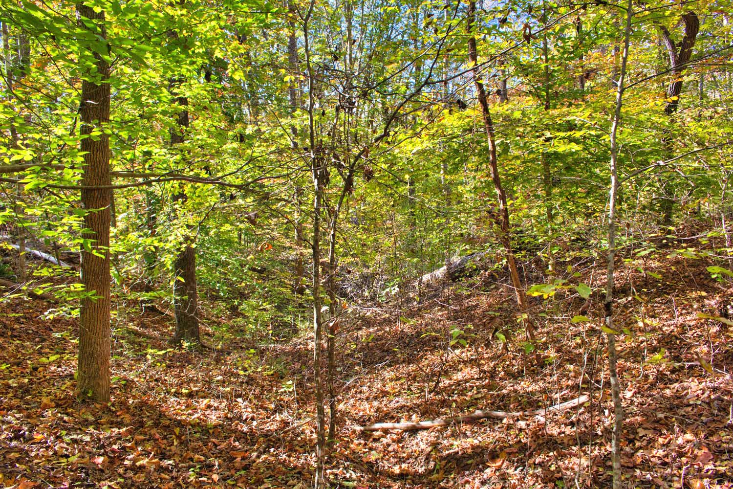 gently sloped, wooded land in Clearwater Creek mls 4320334