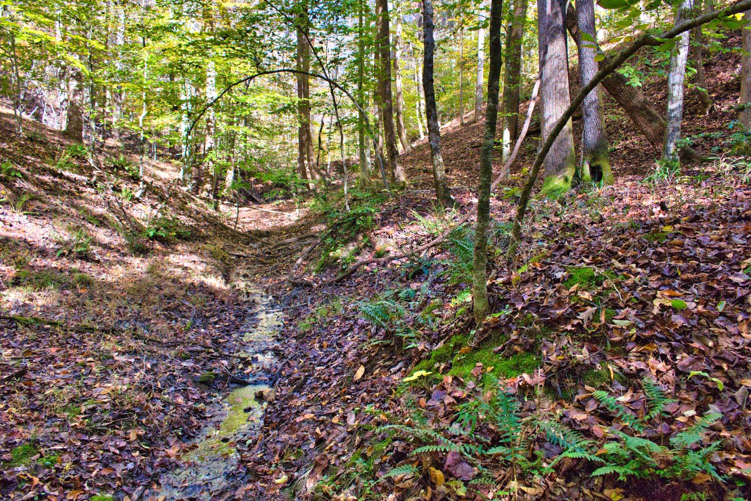 gently sloped, wooded land in Clearwater Creek mls 4320334