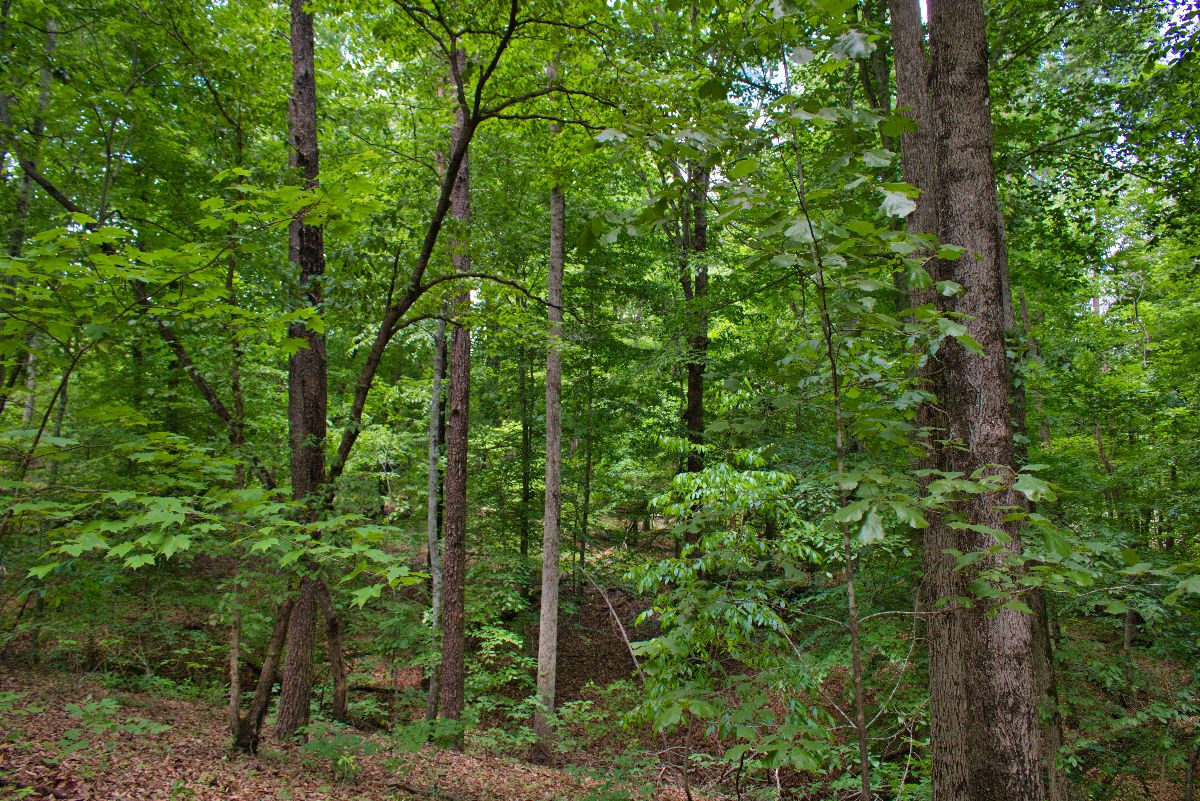 wooded, sloping land with stream frontage in Clearwater Creek