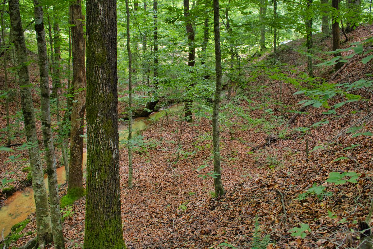 wooded, sloping land with stream frontage in Clearwater Creek