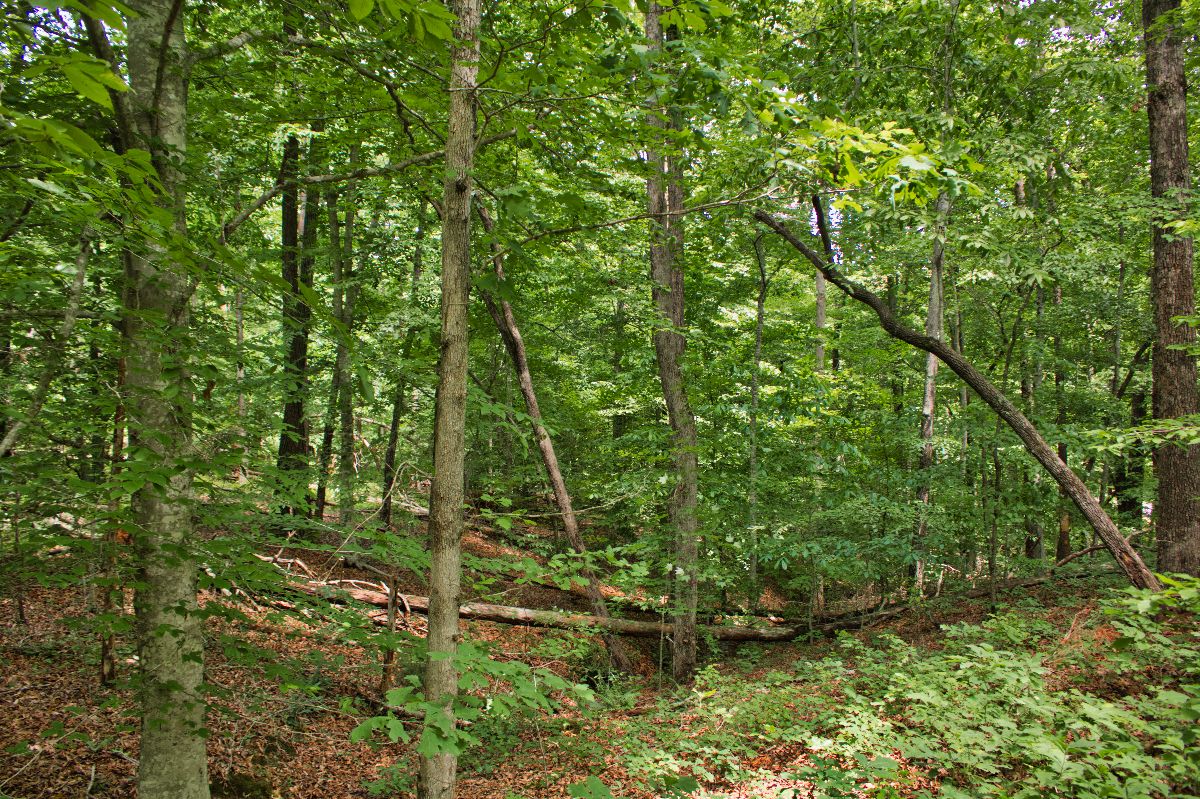 wooded, sloping land with stream frontage in Clearwater Creek