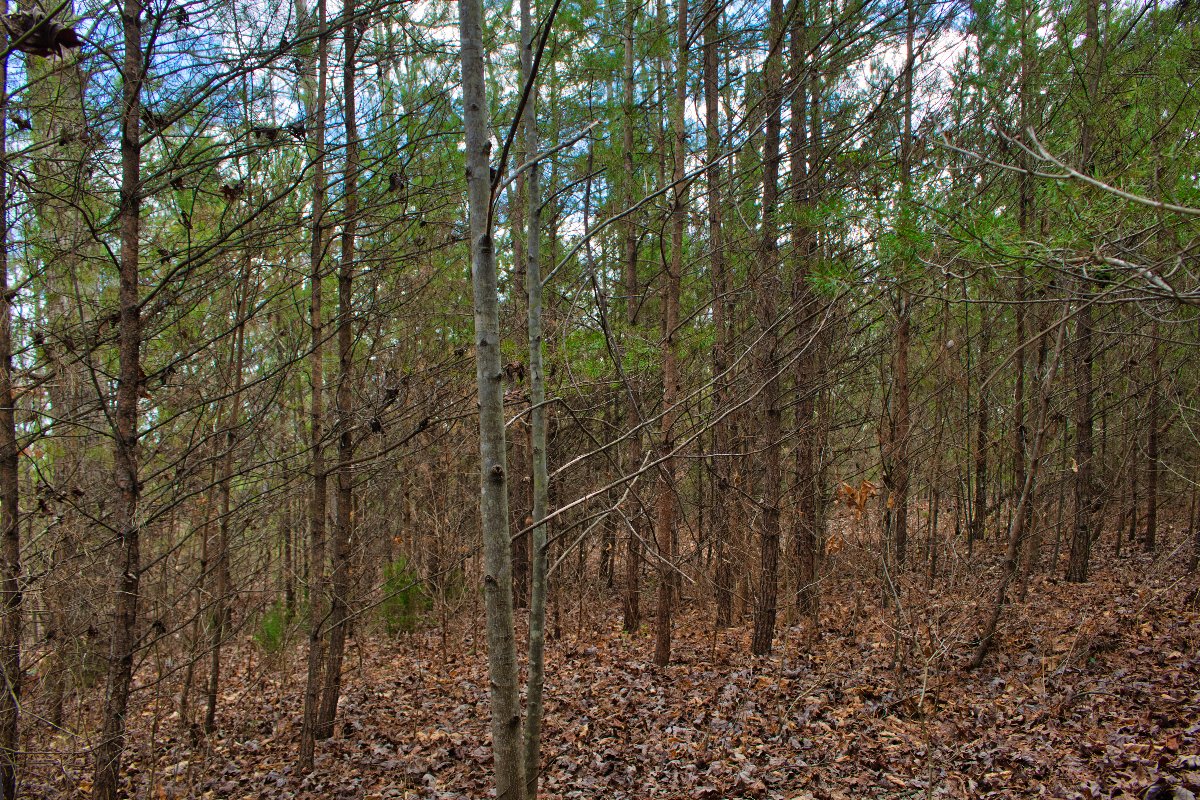 Wooded land in Rutherford County, NC