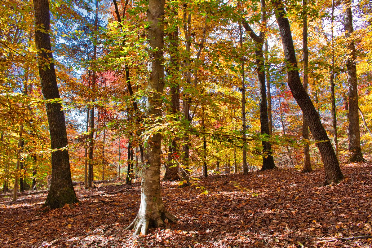 wooded land in western NC's Clearwater Creek