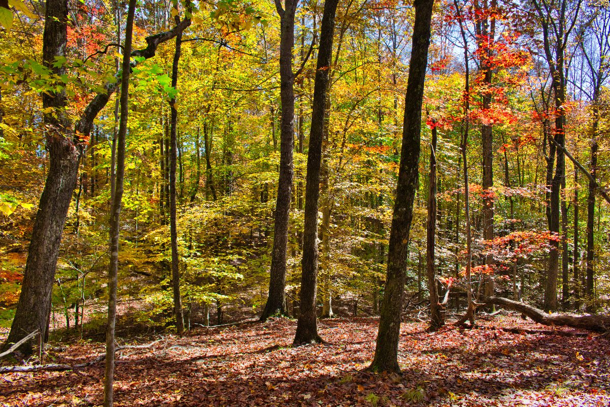 wooded land in western NC's Clearwater Creek