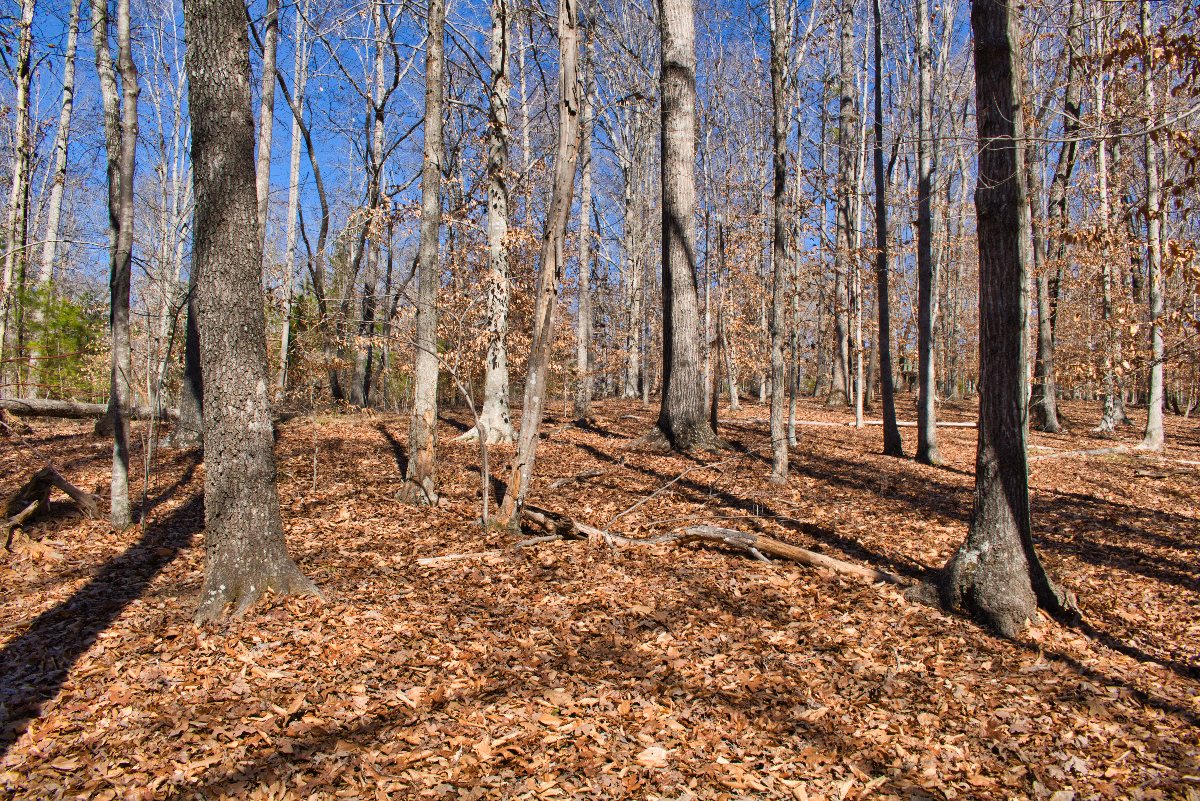 level land in Clearwater Creek