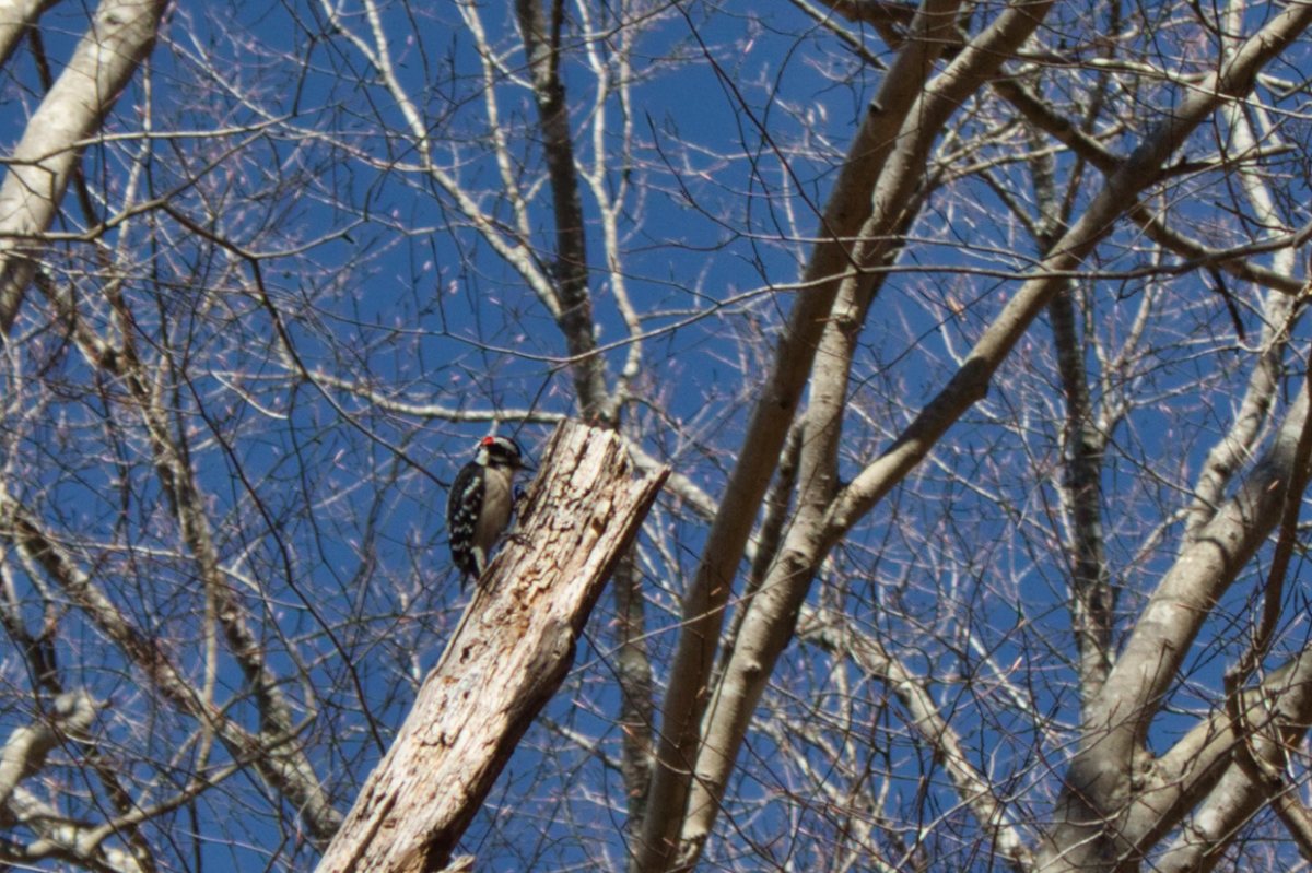 wooded land in western NC's Clearwater Creek