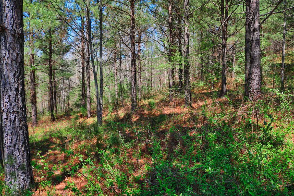 Hearthstone Ridge, Union Mills, NC