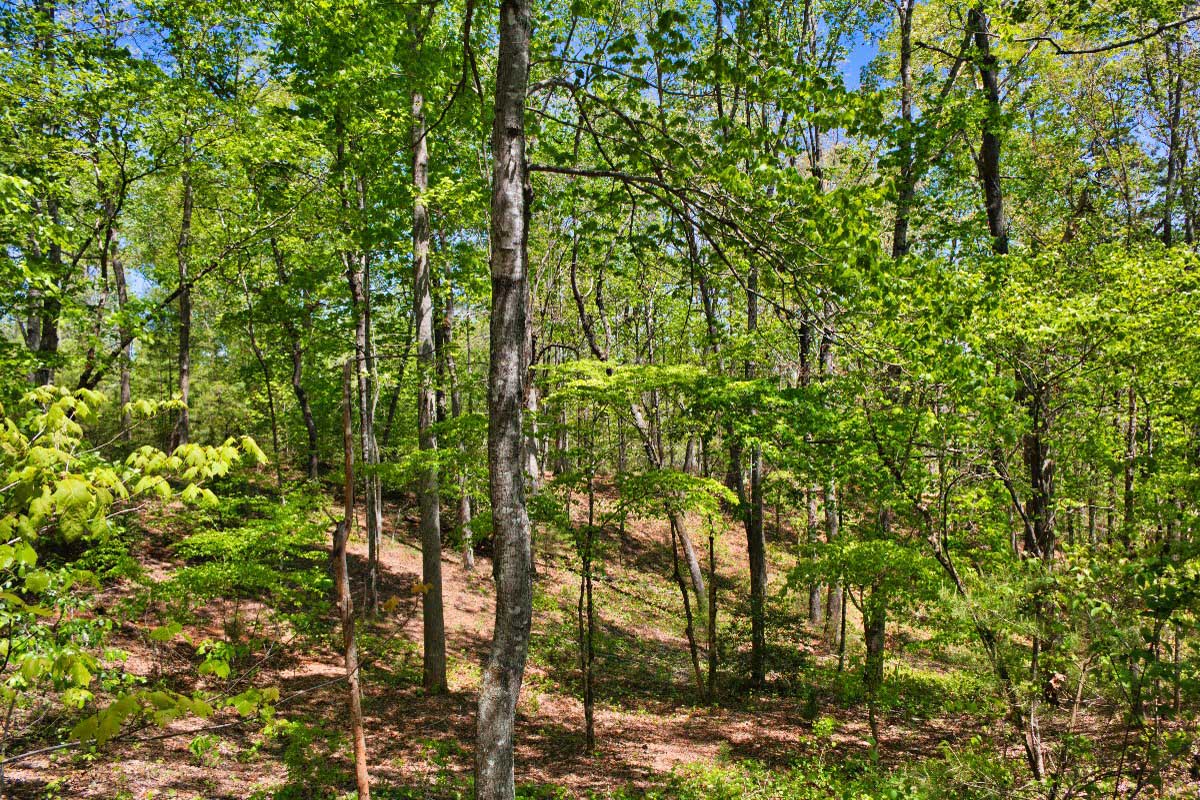 Beautiful wooded parcel in Hearthstone Ridge