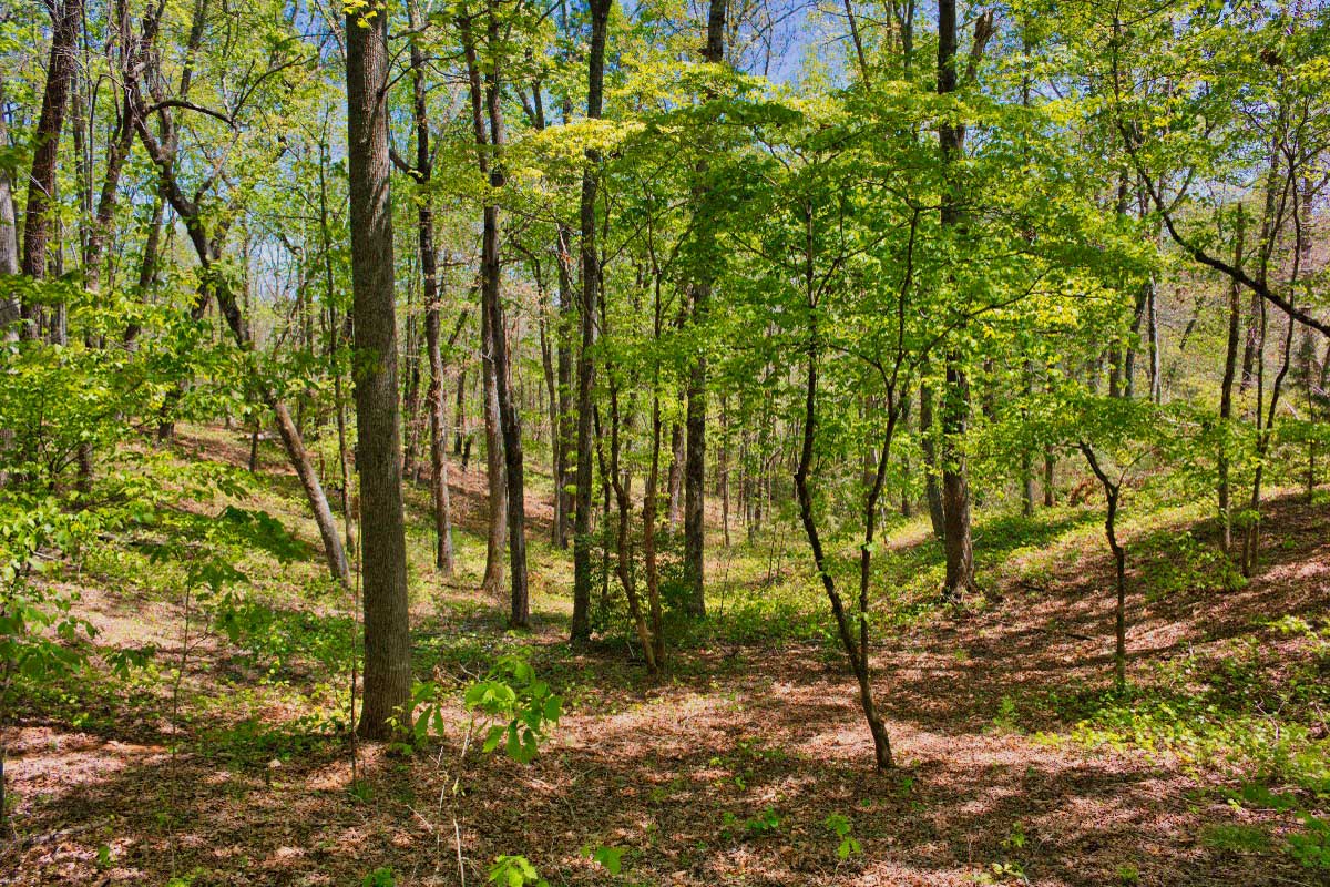 Beautiful wooded parcel in Hearthstone Ridge