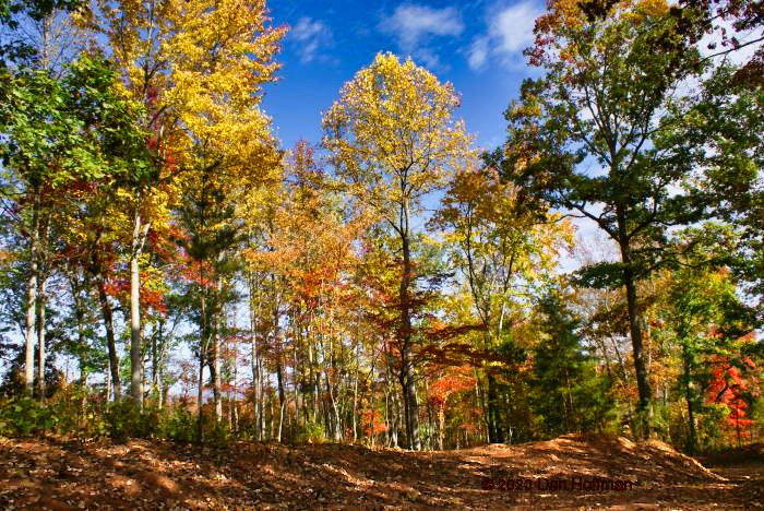 Wooded land in Rutherford County, NC