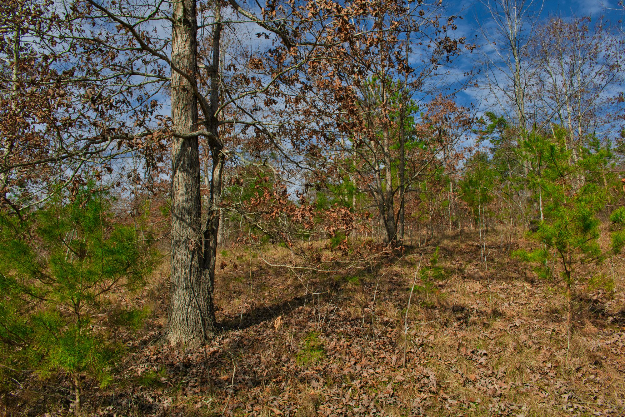 5.9 acres of wooded land in Hearthstone Ridge