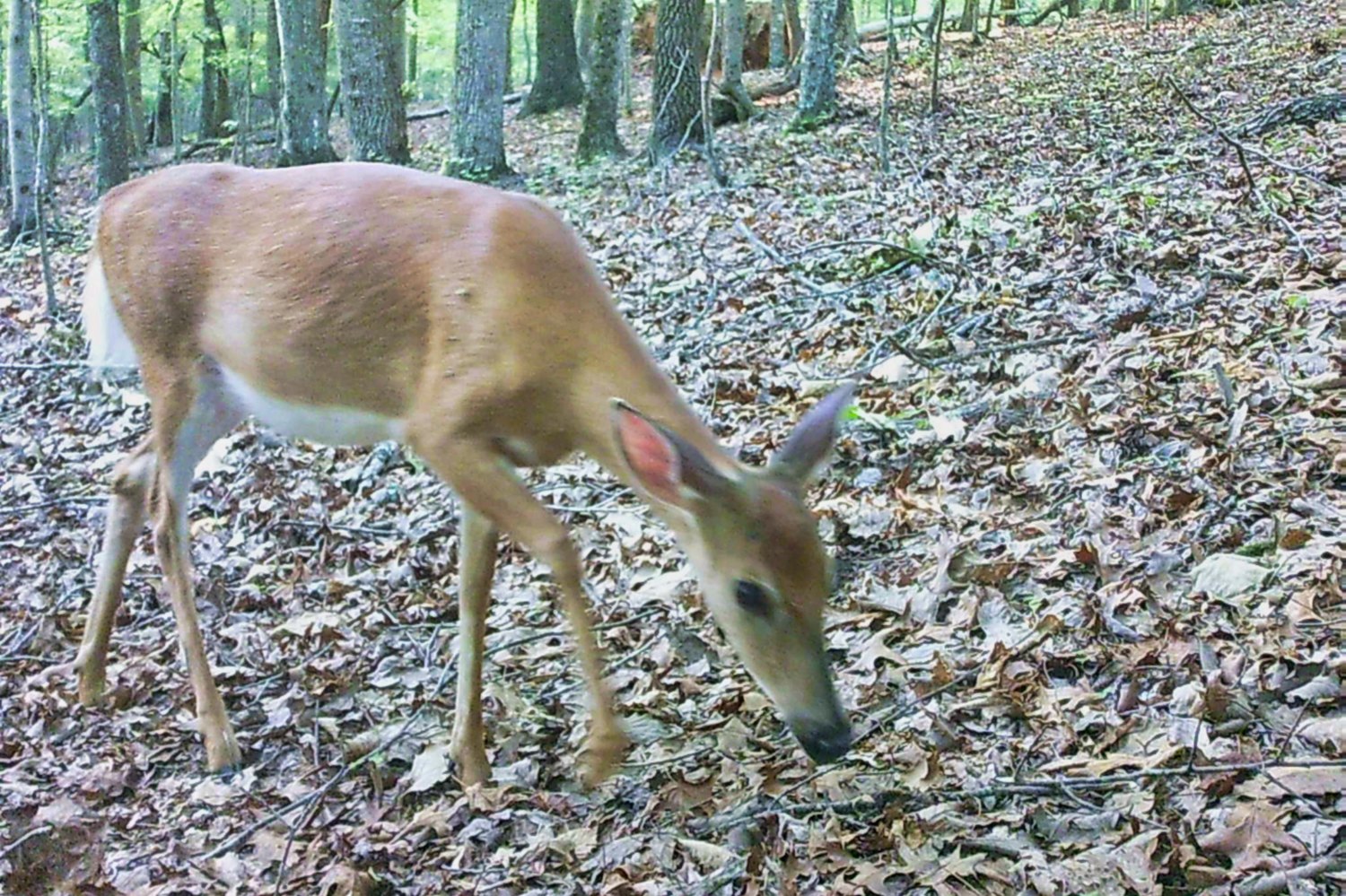 Mountain view from Lot 15 on Wilderness Ridge