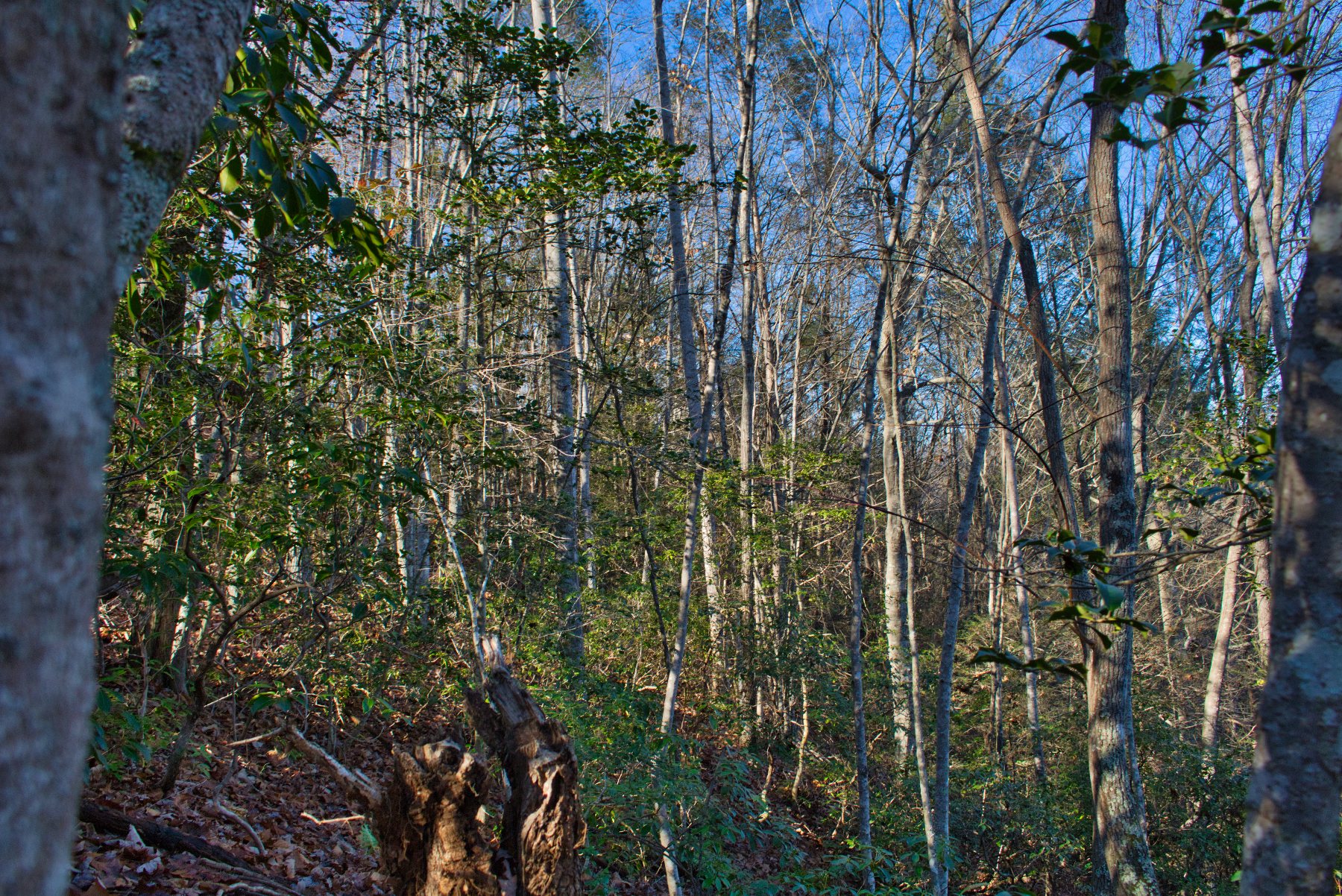 Gently rolling land with level area on Westridge Dr, Lake Lure, NC