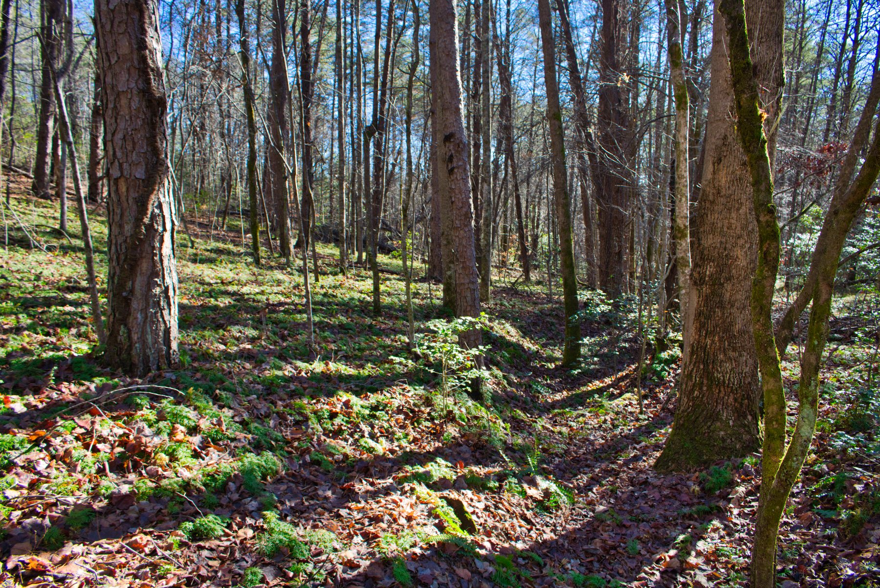 Level land on Westridge Dr, Lake Lure, NC