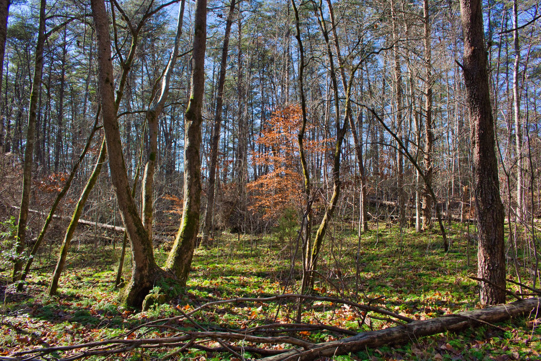 Gently rolling land with level area on Westridge Dr, Lake Lure, NC