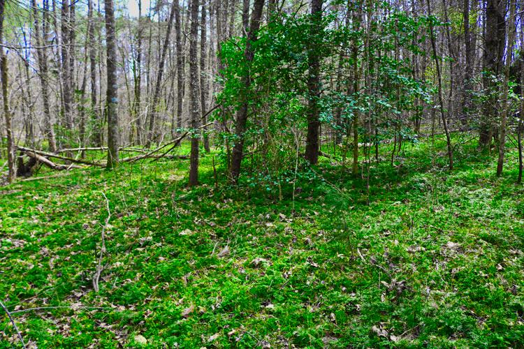 Gently rolling land with level area on Westridge Dr, Lake Lure, NC