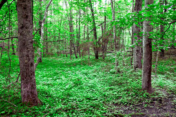 Gently rolling land with stream on Westridge Dr in Lake Lure, NC