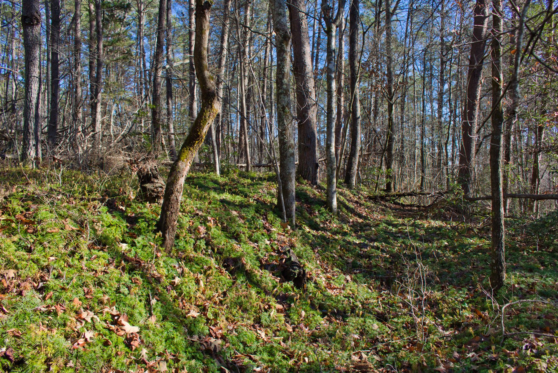 Level land on Westridge Dr, Lake Lure, NC