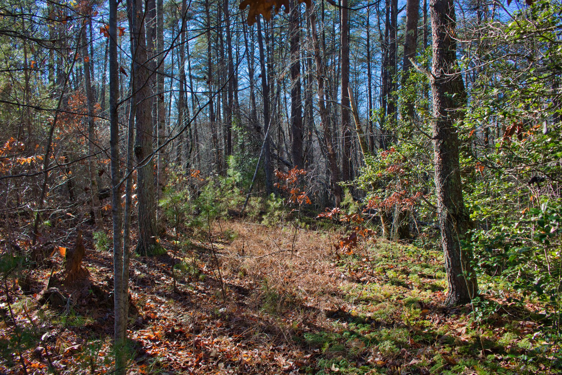 Level land on Westridge Dr, Lake Lure, NC