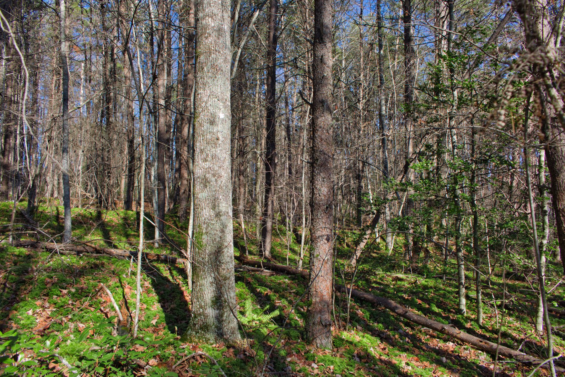 Gently rolling land with level area on Westridge Dr, Lake Lure, NC