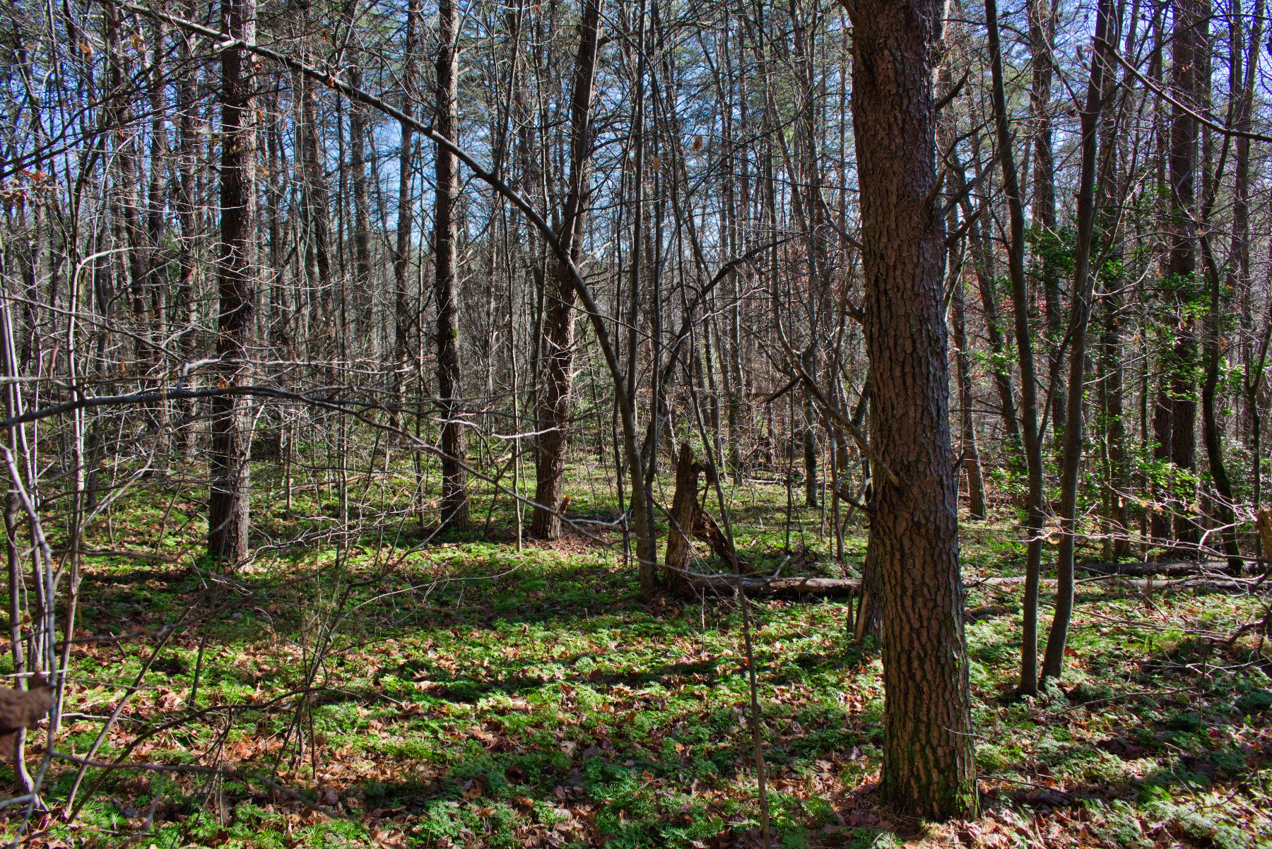 Level land on Westridge Dr, Lake Lure, NC