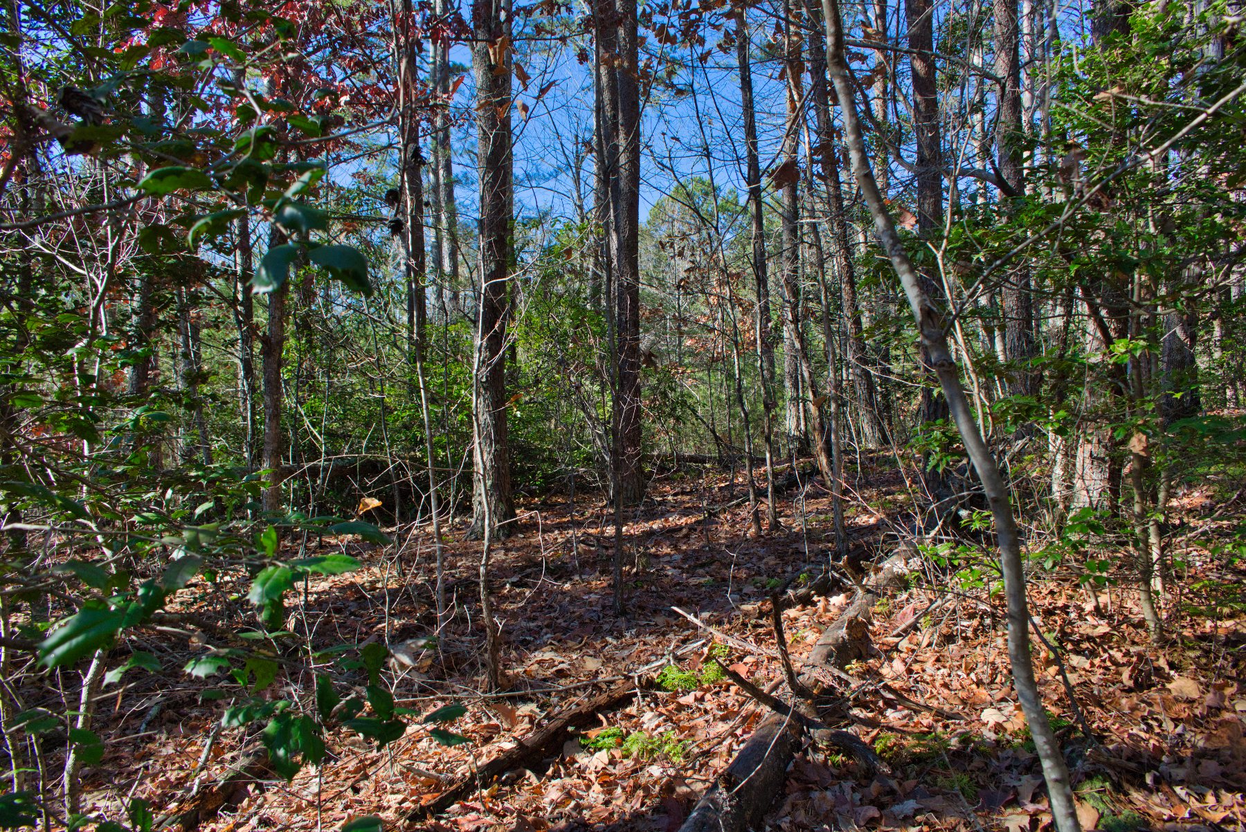 Near-level land on Westridge Dr, Lake Lure, NC