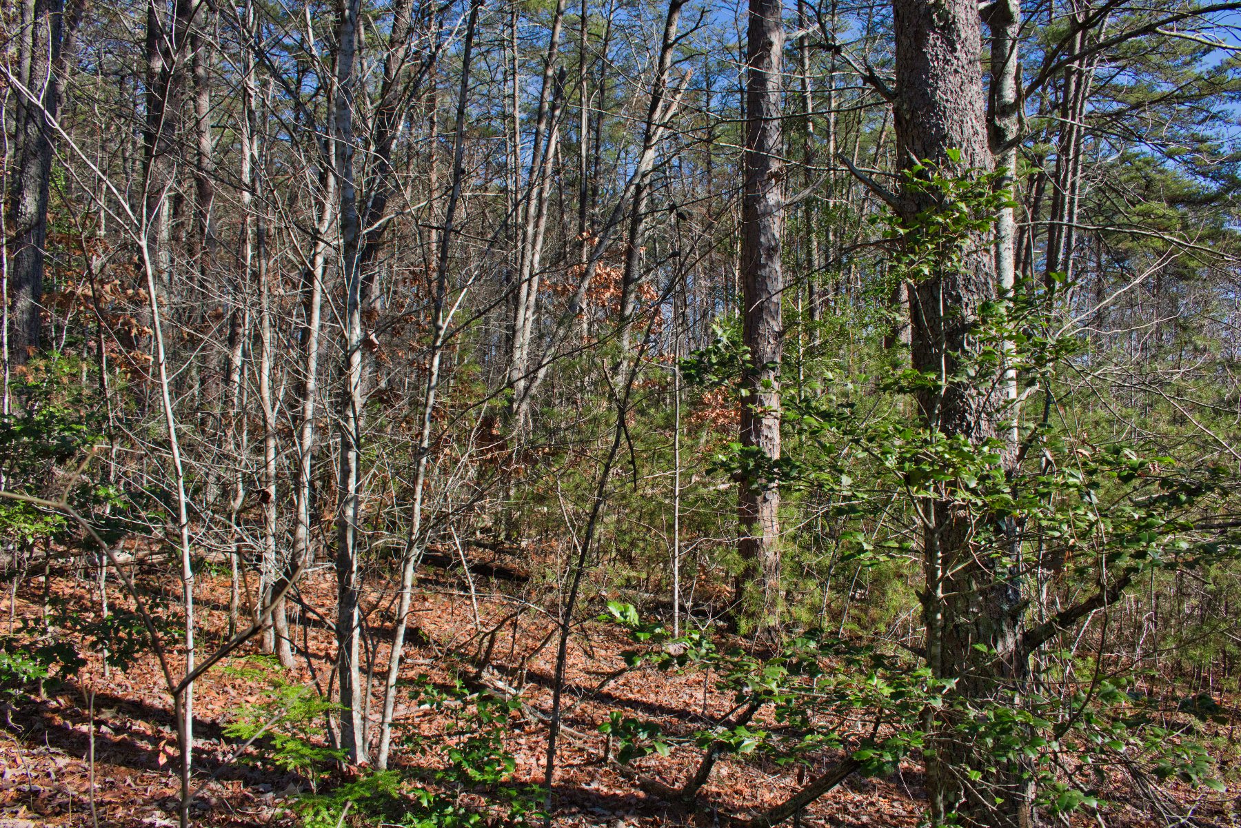 Near-level land on Westridge Dr, Lake Lure, NC