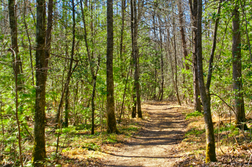 wooded land in Rutherford County, NC